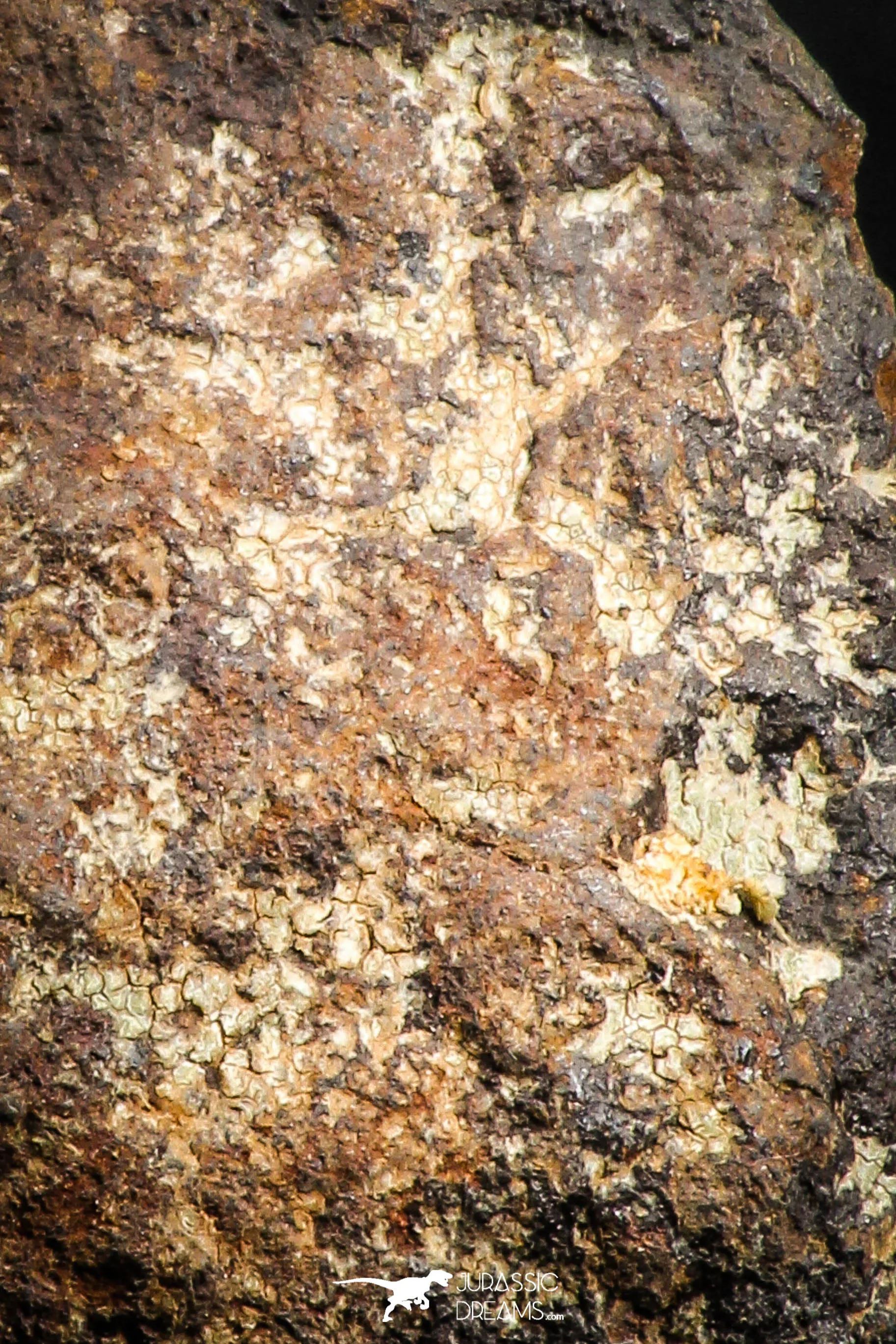 05112 - Beautiful Polished Section NWA Unclassified L-H Type Ordinary Chondrite Meteorite 13.0g