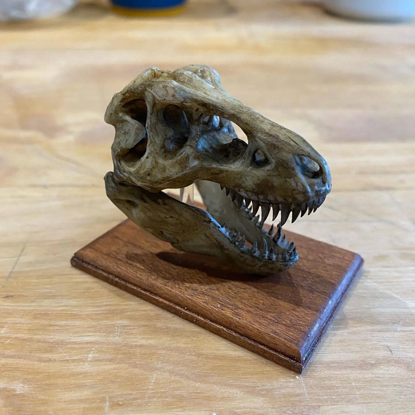 3D Printed Skulls
