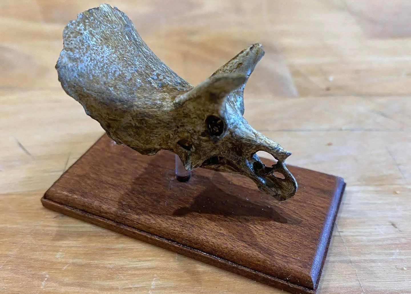 3D Printed Skulls