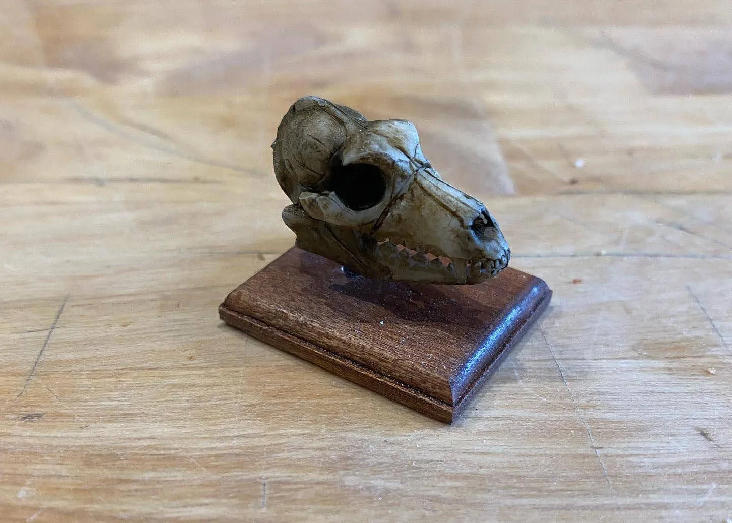 3D Printed Skulls
