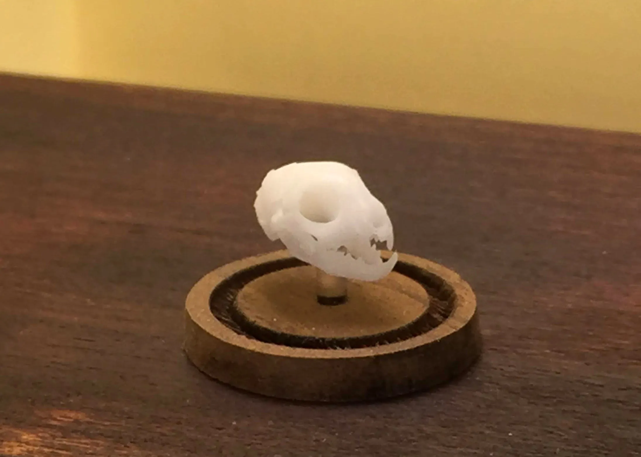 3D Printed Skulls