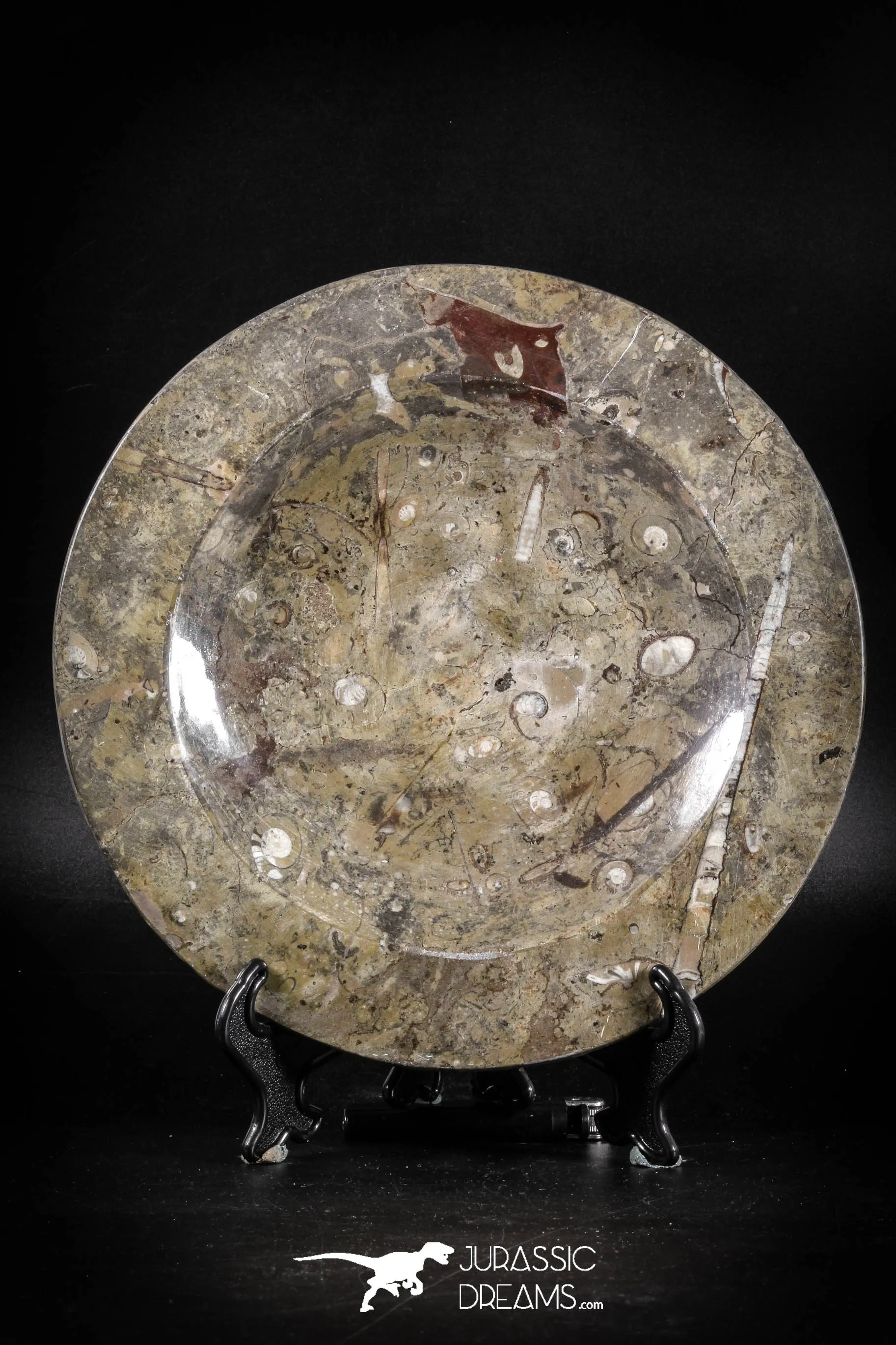 88891 - Top Beautiful Decorative Polished Circle Shaped Plate with Devonian Fossils