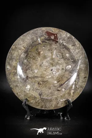88891 - Top Beautiful Decorative Polished Circle Shaped Plate with Devonian Fossils