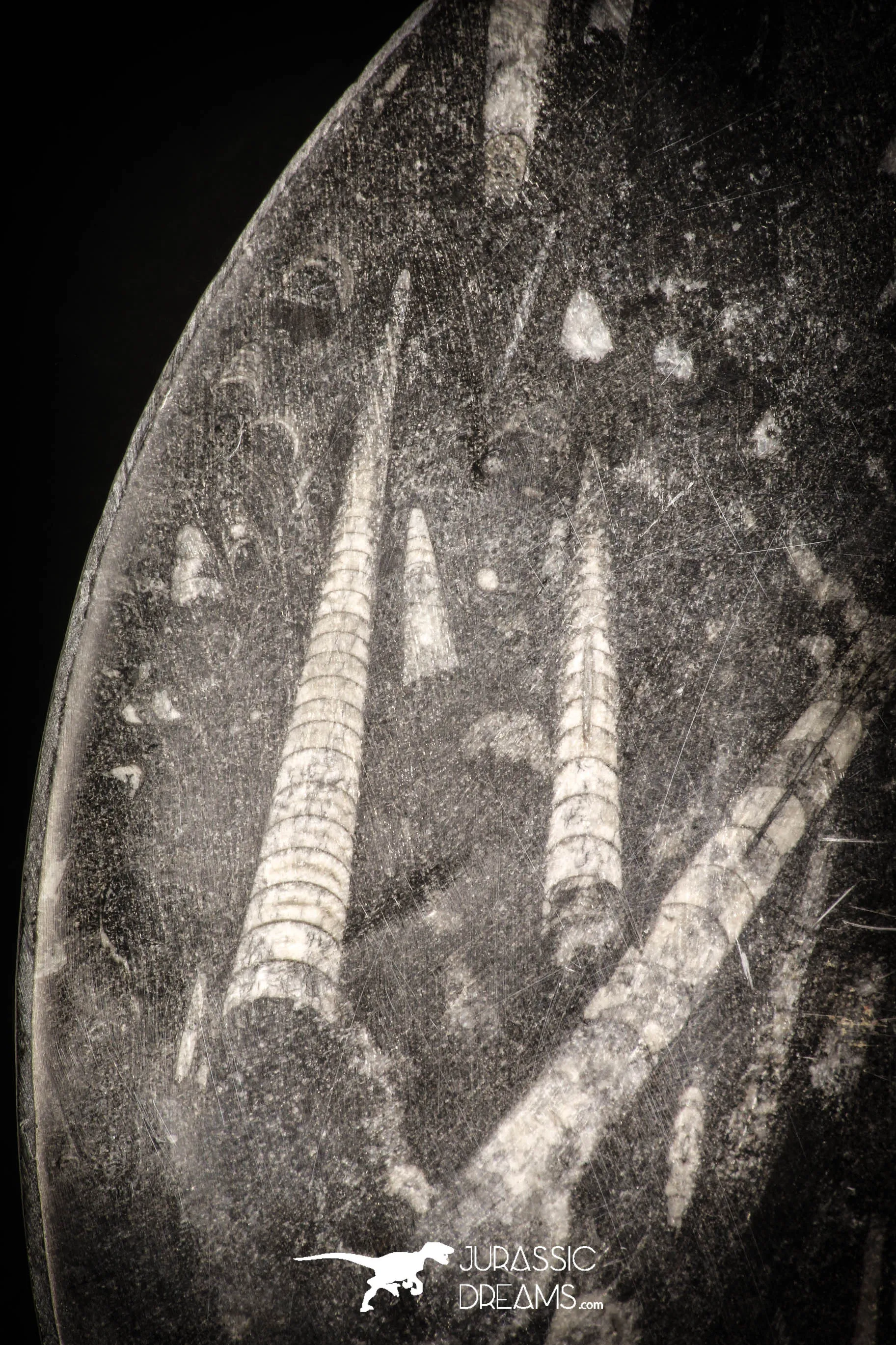 88898 - Top Beautiful Decorative Polished Circle Shaped Plate with Devonian Fossils