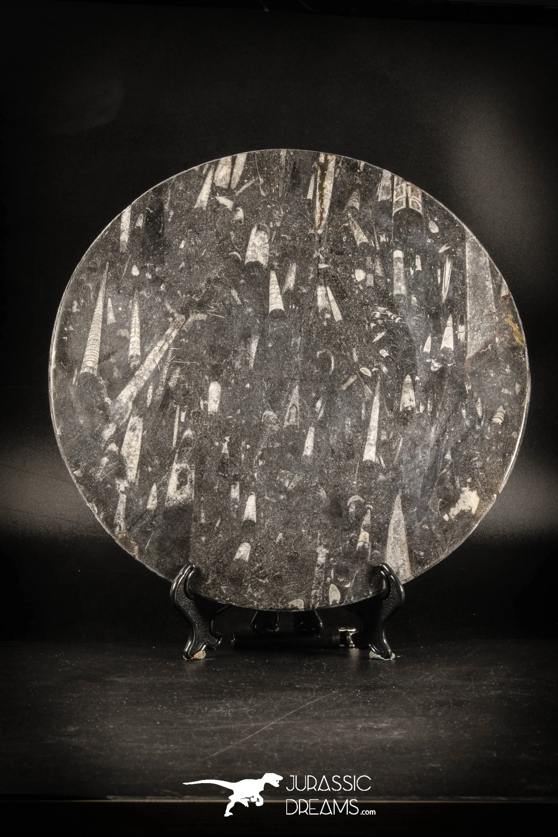 88898 - Top Beautiful Decorative Polished Circle Shaped Plate with Devonian Fossils