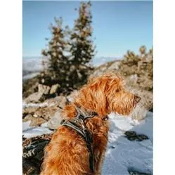 Alpine Reflective Harness