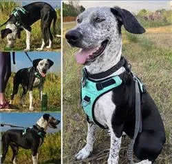 Alpine Reflective Harness