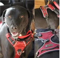 Alpine Reflective Harness