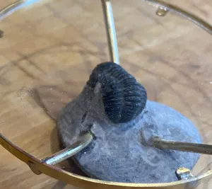 Anderson Fossil-In-A-Rock Table