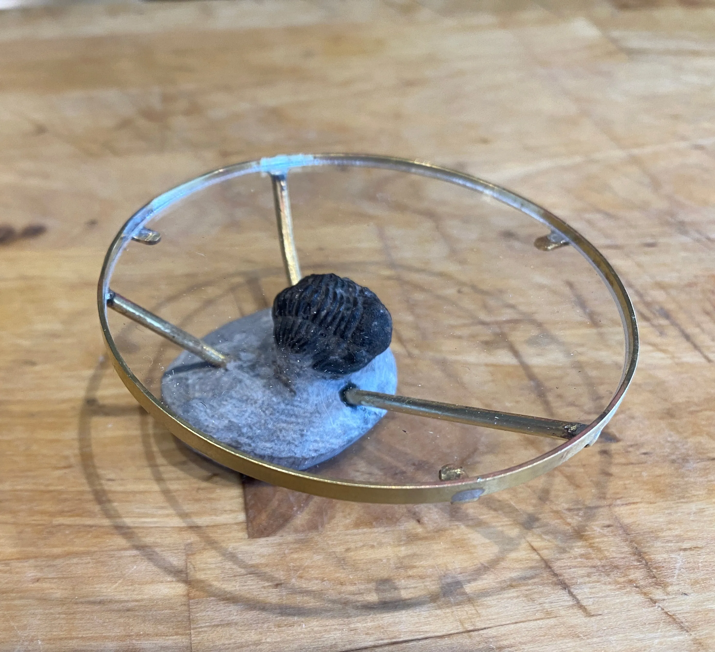 Anderson Fossil-In-A-Rock Table