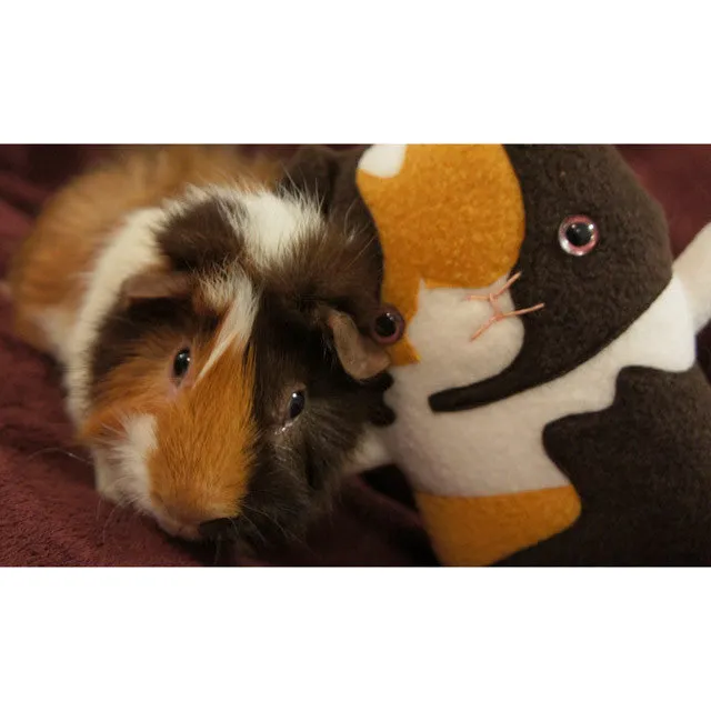 Custom Guinea Pig stuffed animal - Plush clone of your piggy