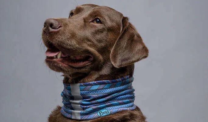 Dog Reflective Hunter Military