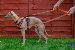 Double Ended Dog Lead