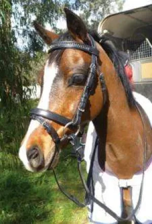 Hemsleigh Jewelled Bridle 6882MP
