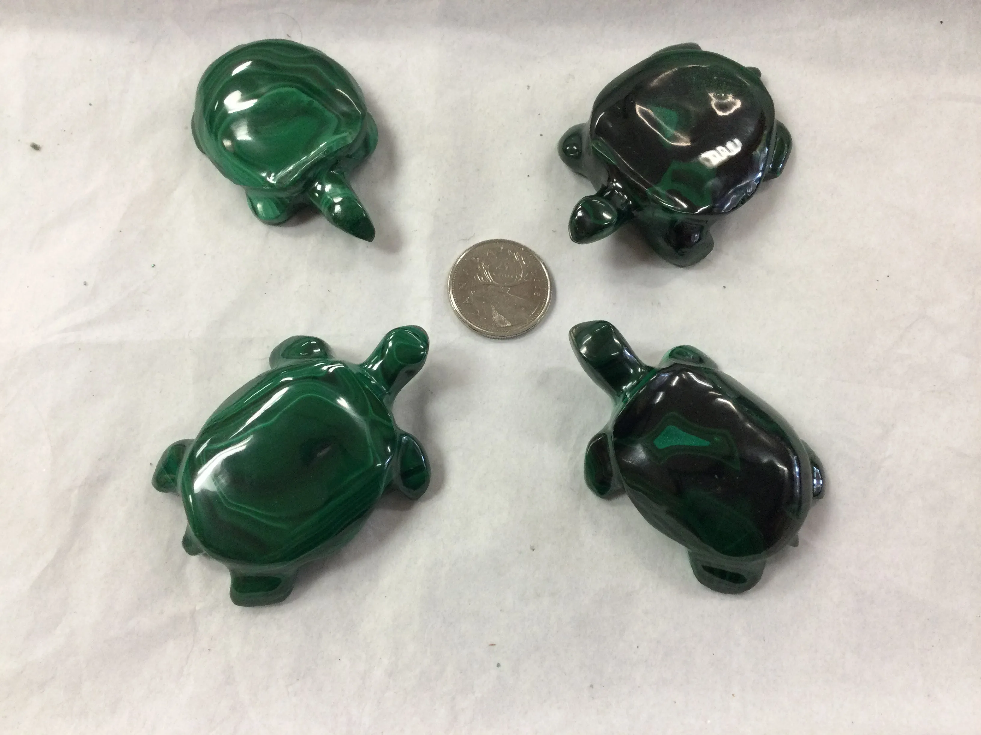 Malachite Turtle