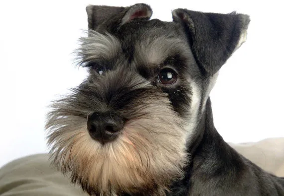 Miniature Schnauzer Breed Face Earring Studs