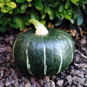 OSC Burgess Buttercup Squash Seeds (Winter Type) - Packet