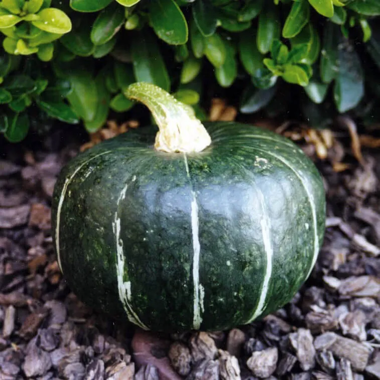 OSC Burgess Buttercup Squash Seeds (Winter Type) - Packet