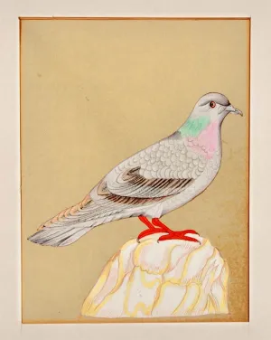 Pigeon - Minature Painting