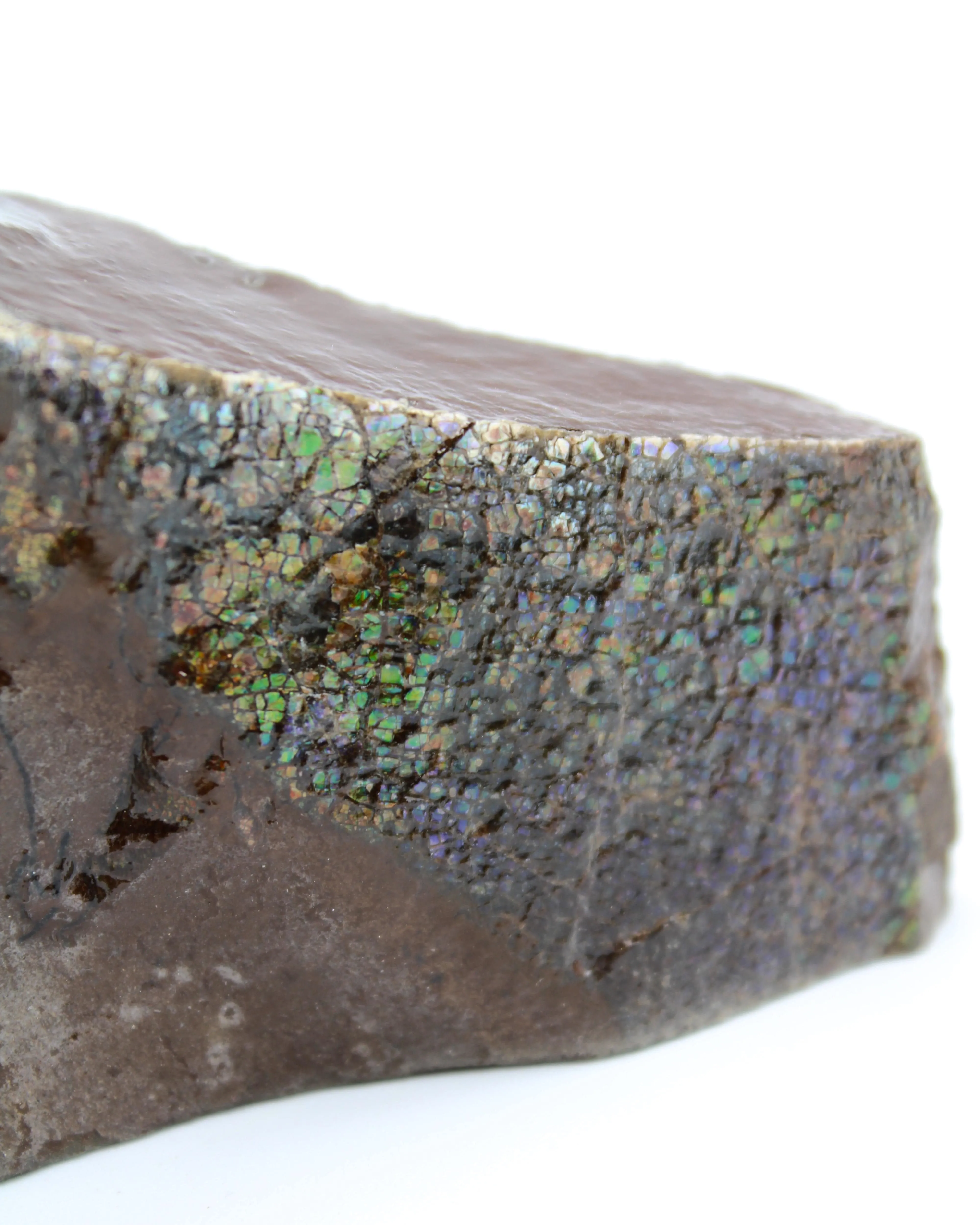 Polished Ammolite Specimen
