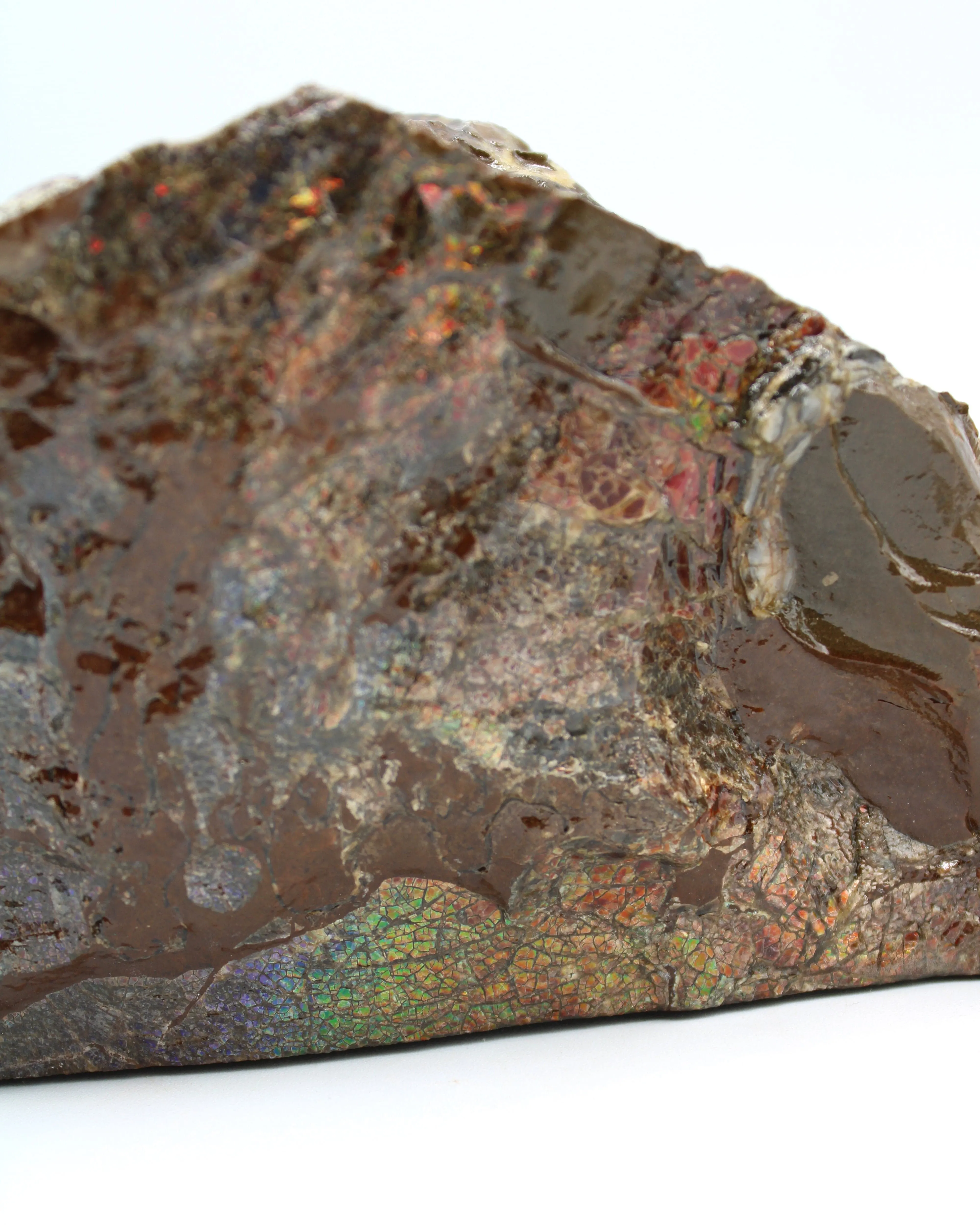 Polished Ammolite Specimen