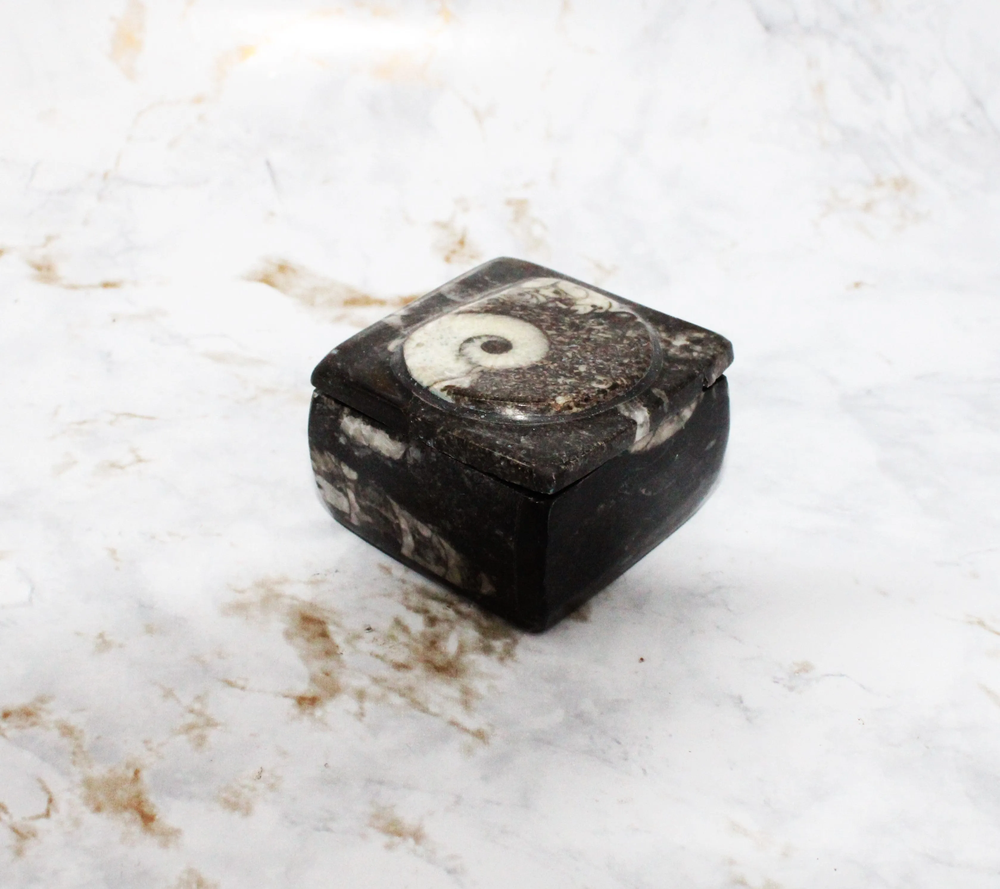 Polished Orthoceras Box