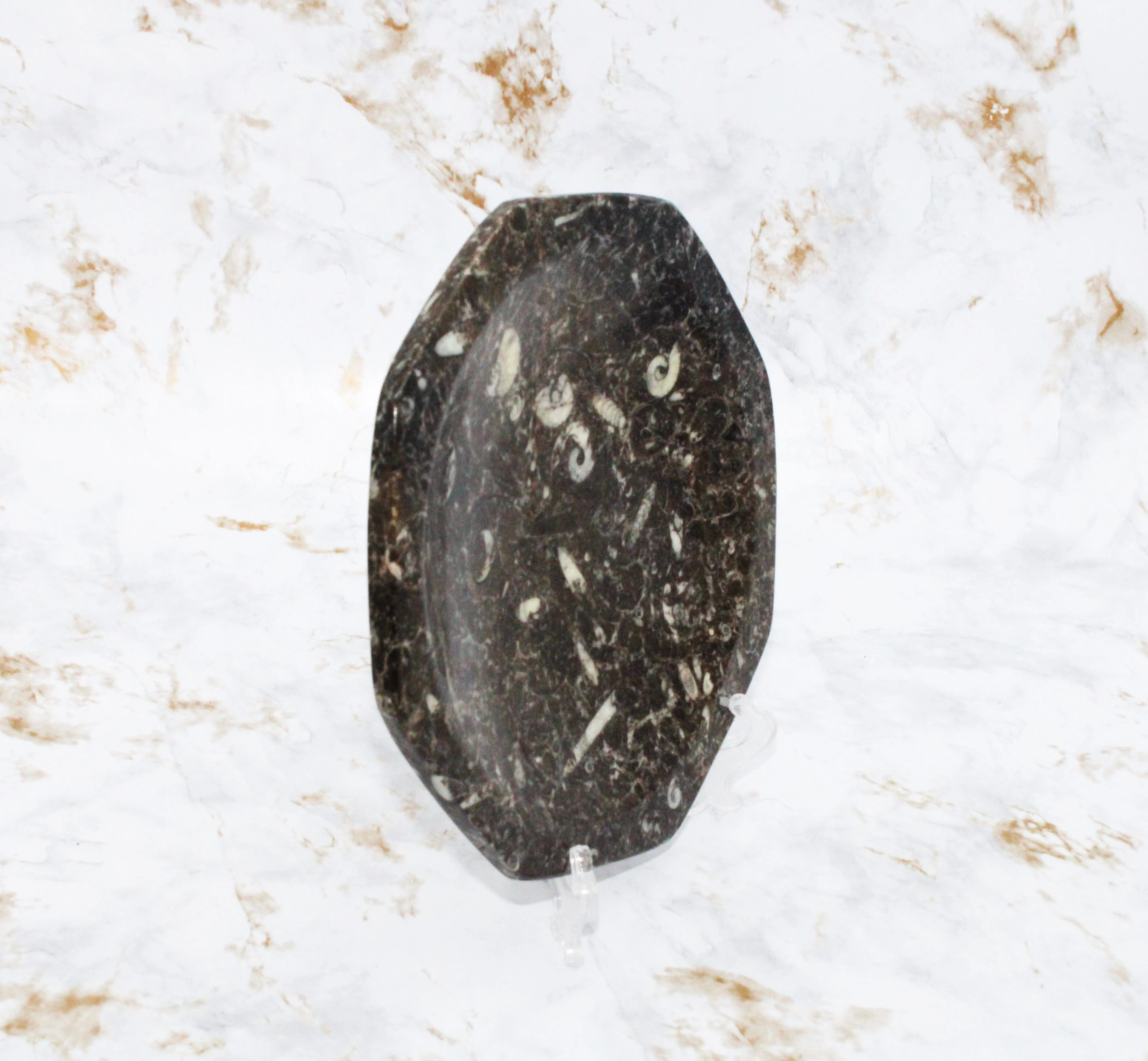 Polished Orthoceras Plate