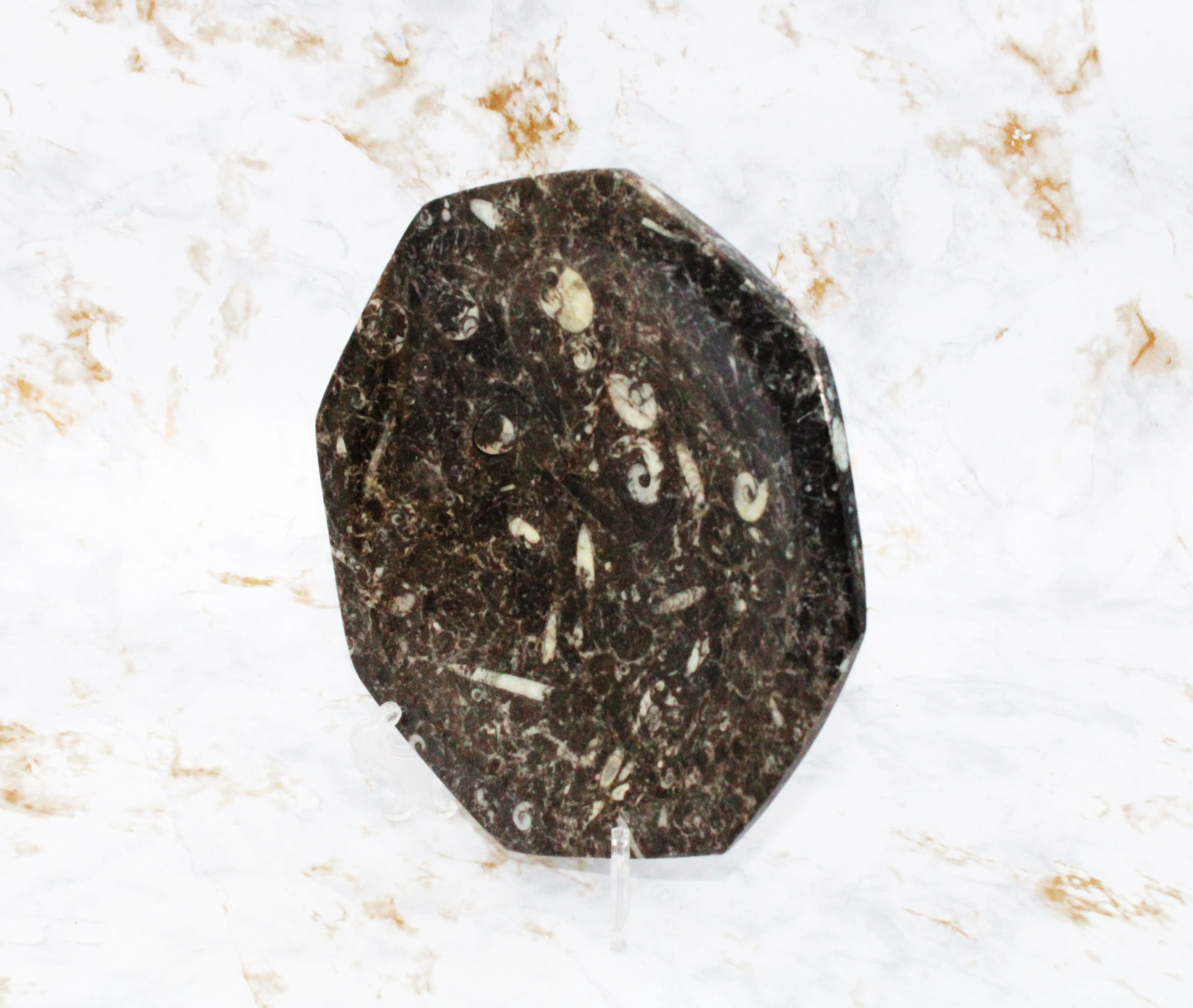 Polished Orthoceras Plate