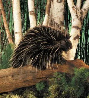 Puppet - Porcupine