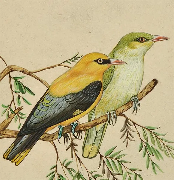 Sparrows - Miniature Painting