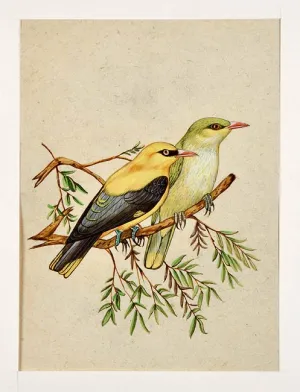 Sparrows - Miniature Painting