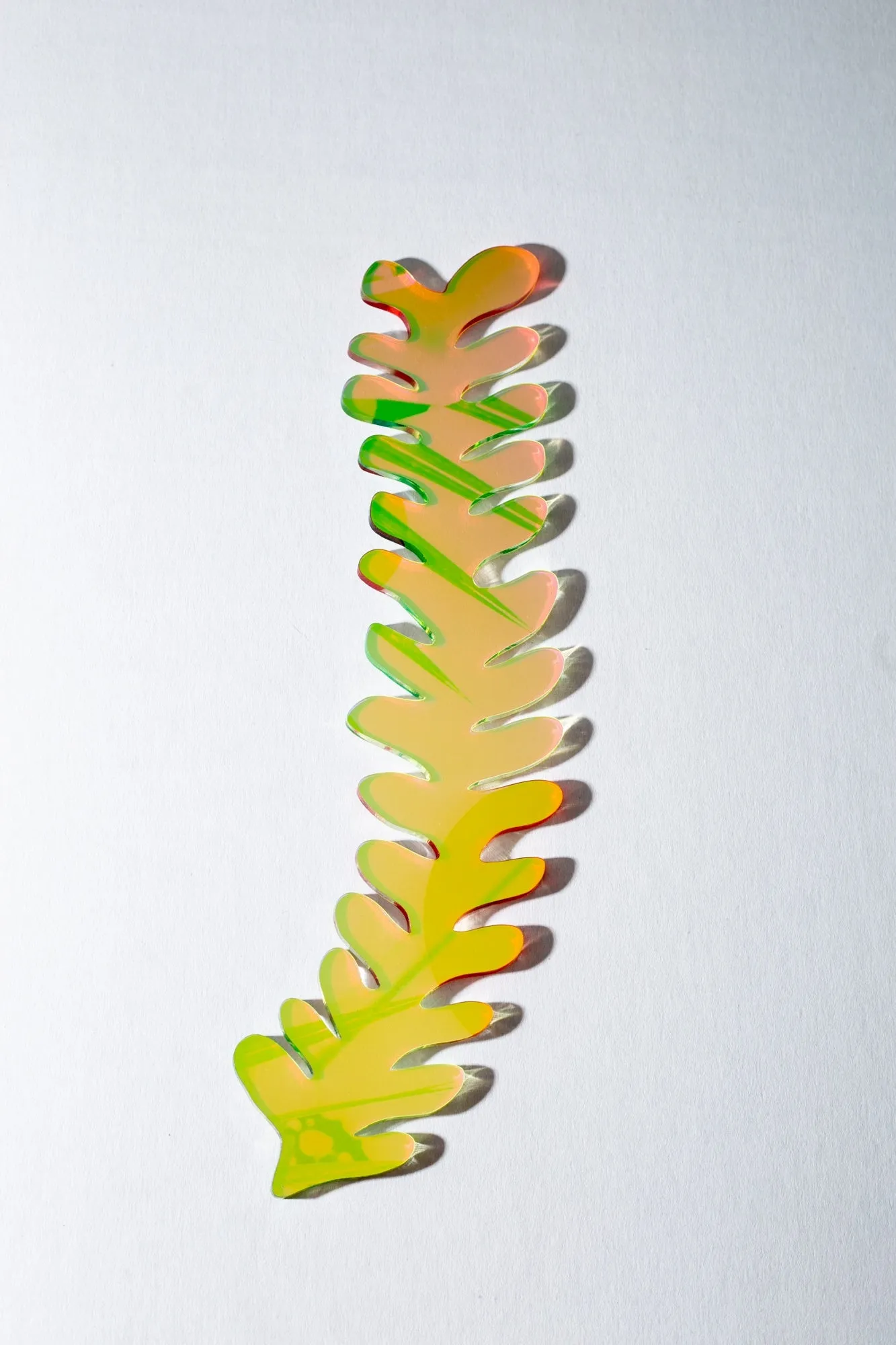 Squiggly Fern