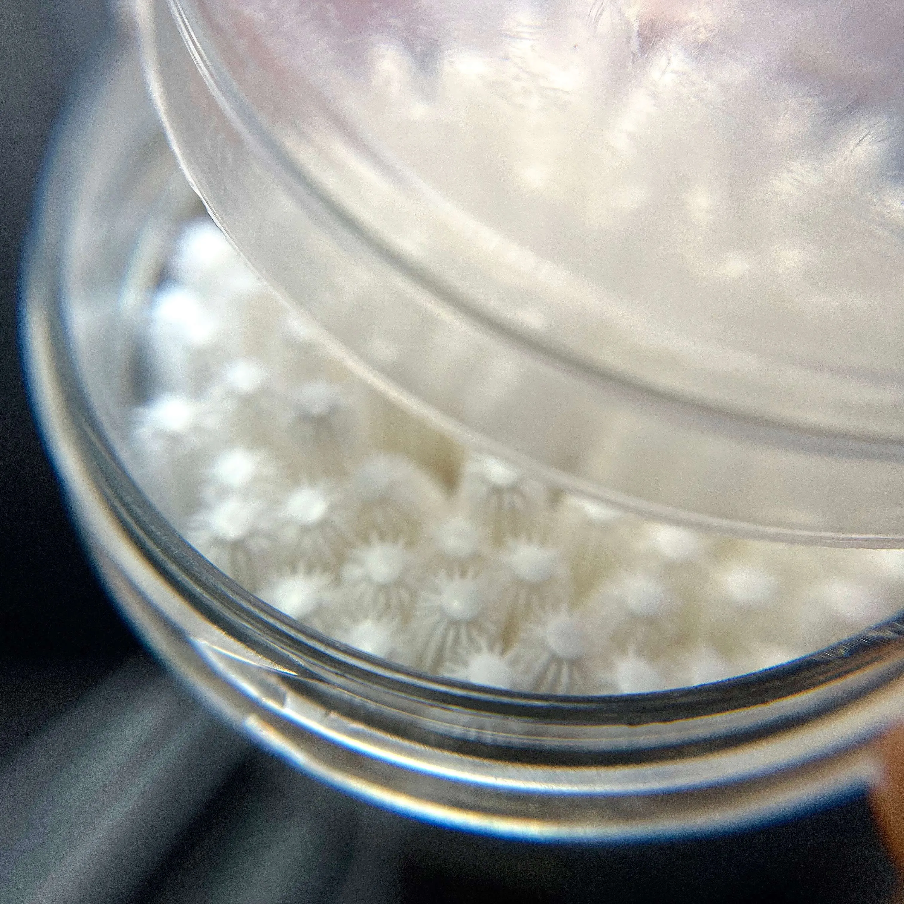 SWEEP - Silicone Brushes